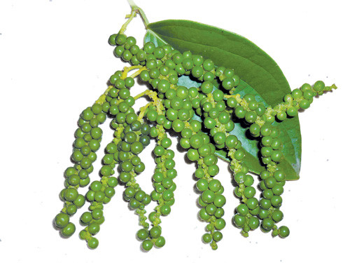 tiêu xanh